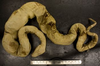 Media type: image;   Herpetology R-2097 Aspect: dorsal